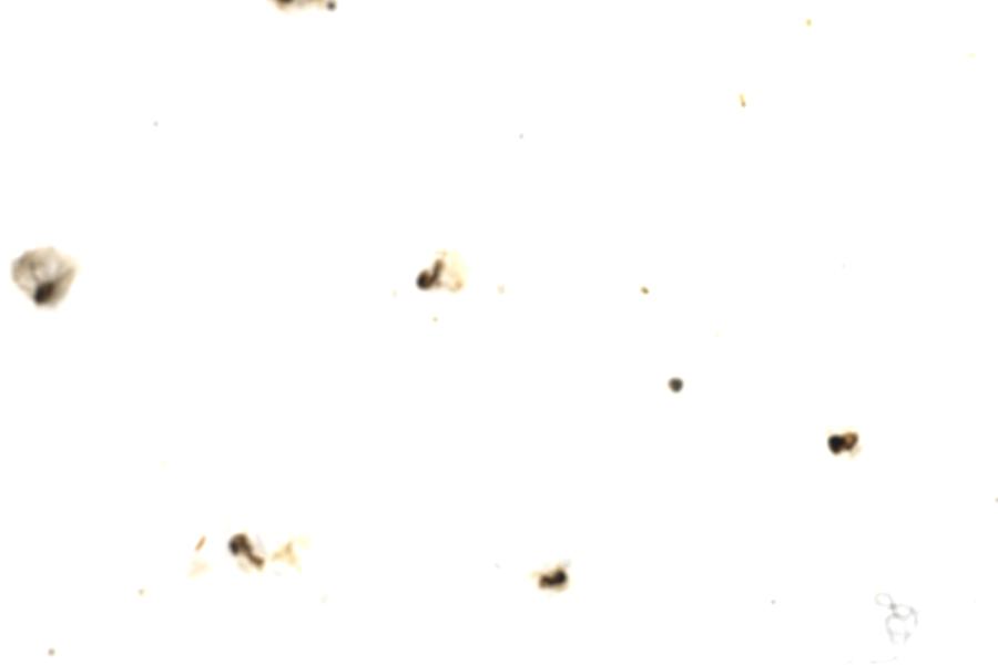 Image 48
